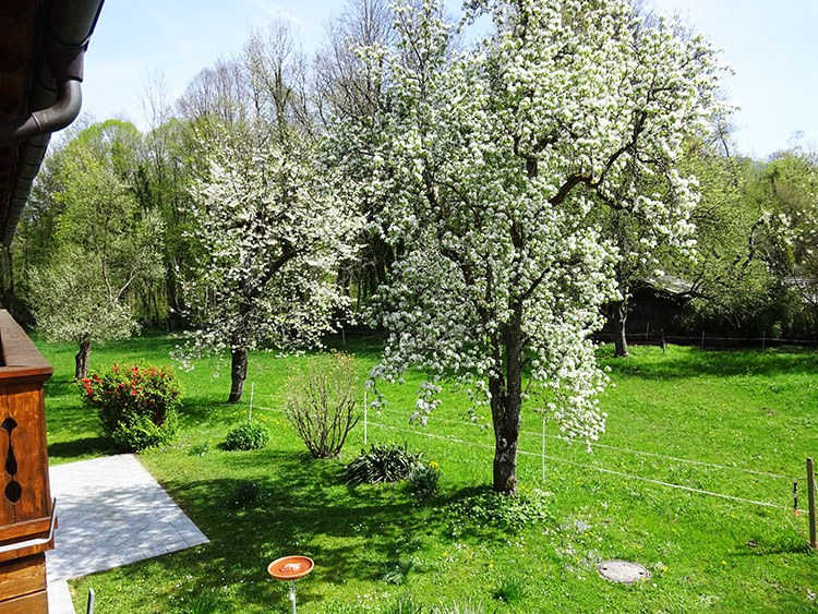 Obstbaumblüte